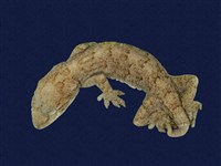 藏品(龜山壁虎)的圖片
